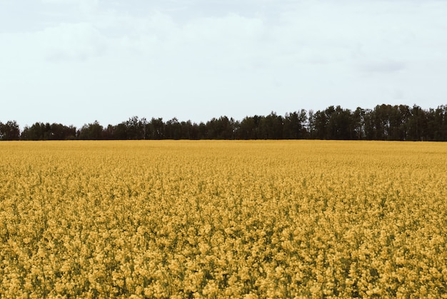 Colza campo amarelo em flor