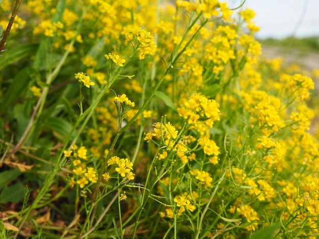 Colza de campo amarillo en flor La colza o colza Brassica napus es una especie de plantas herbáceas del género Cabbage de la familia Cabbage o Cruciferous Brassicaceae Importante cultivo de semillas oleaginosas