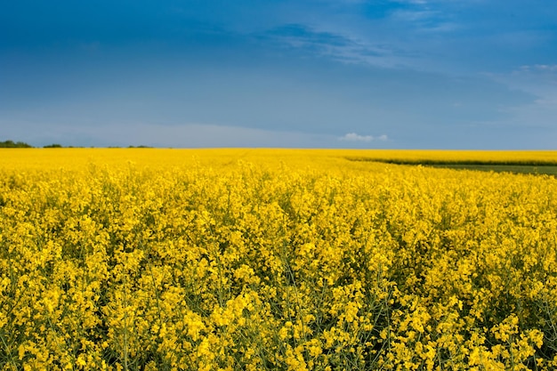 Colza com planta de colza de canola de céu azul