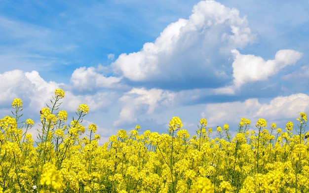 Colza de florescência amarela contra o céu azul com nuvens macias