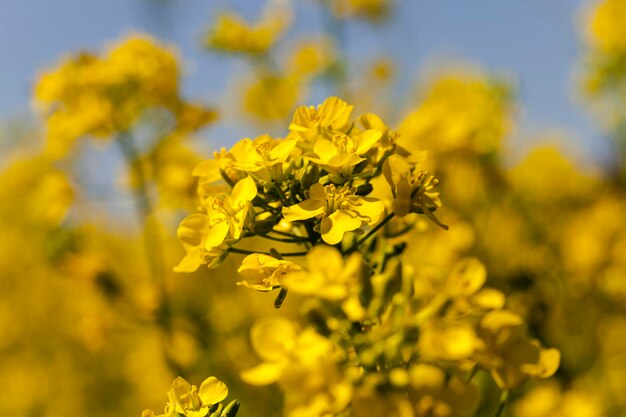 Colza em flor