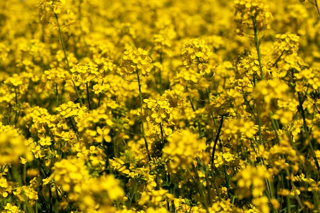 Colza em floração com muitas flores amarelas