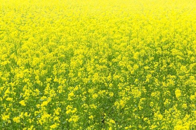 La colza está floreciendo en el fondo del día soleado Enfoque selectivo