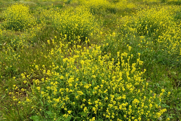 Colza en flor de primavera en el campo