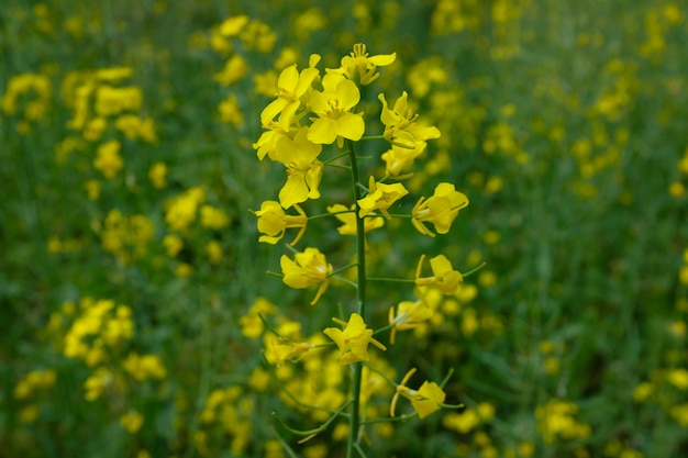 Colza floreciente. campo amarillo de flores de colza. Foto de alta calidad