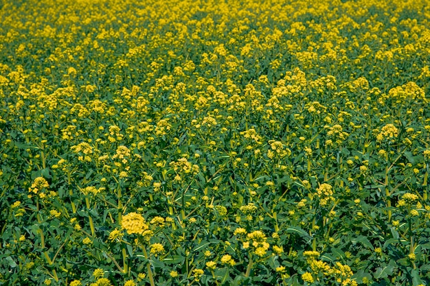 colza floreciente en el campo, planta de producción de aceite