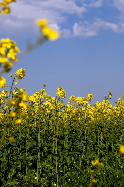 Colza con flores amarillas en la temporada de primavera