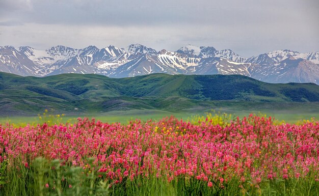 colza de flores de primavera frente a las montañas