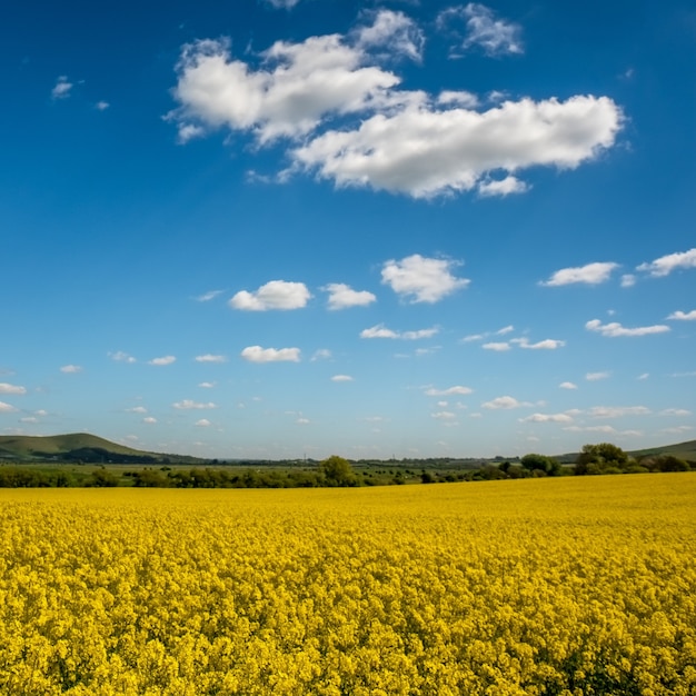 Colza na zona rural de Rolling Sussex