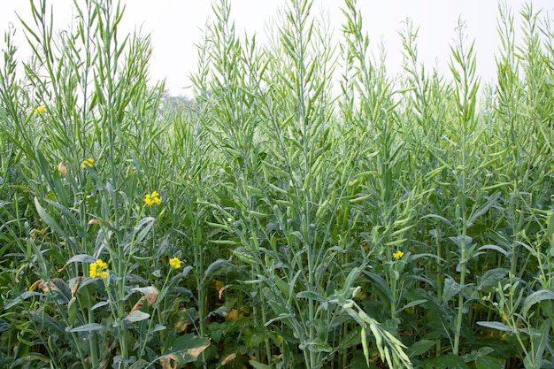 Colza verde en el primer plano de campo de la foto