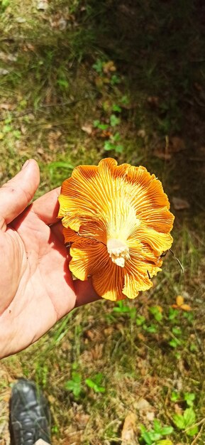 Foto com a mão agarrada chanterelle colhendo cogumelos na floresta