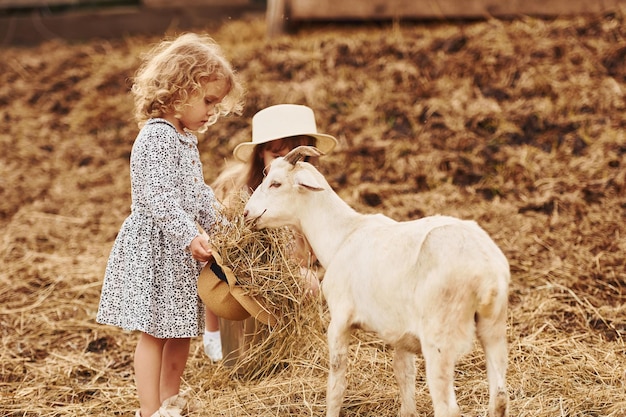 Com cabras A menina de roupas azuis está na fazenda no verão ao ar livre