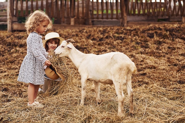 Com cabras A menina de roupas azuis está na fazenda no verão ao ar livre