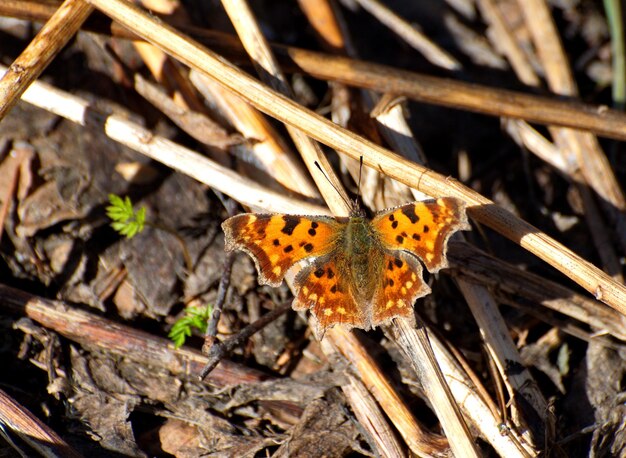 La coma mariposa Polygonia calbum se asienta sobre hojas secas en una mañana de primavera, la región de Moscú, Rusia