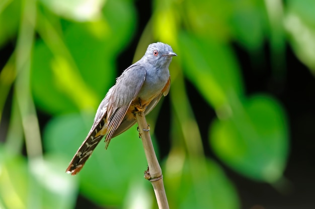 Comancia Cacomantis merulinus lindo macho aves da Tailândia