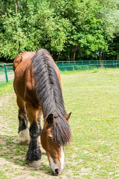 Comarca de caballos de sangre fría de castaño grande en una granja.