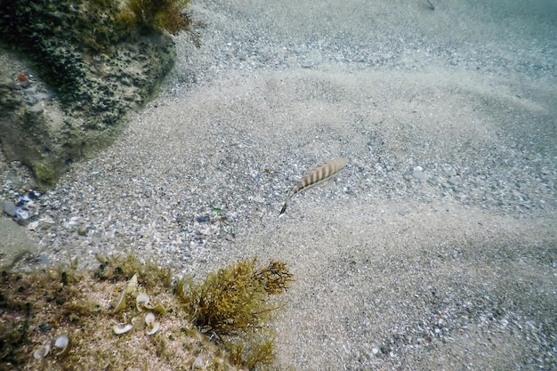 Comber Fish (Serranus cabrilla) Escena submarina, Vida submarina.