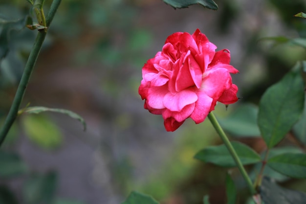 Combinação de rosas vermelhas e cor de rosa