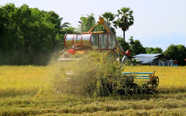 Combine a colheita de máquina no campo de arroz dourado, Tailândia