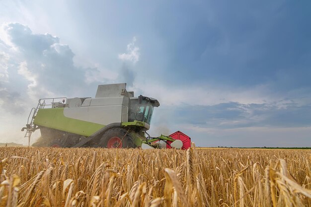 Combine a colheita de um campo de trigo. Combine o trabalho no campo.