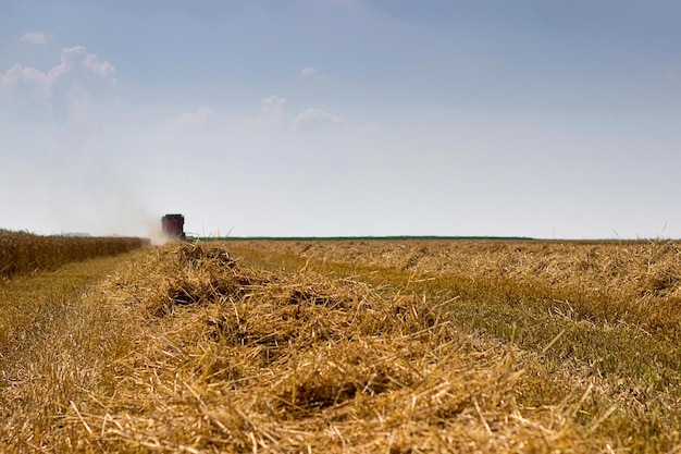 Combine a colheita de um campo de trigo. Combine trabalhando no campo.