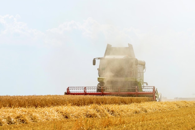 Combine la cosecha de un campo de trigo. Combine el trabajo de campo.