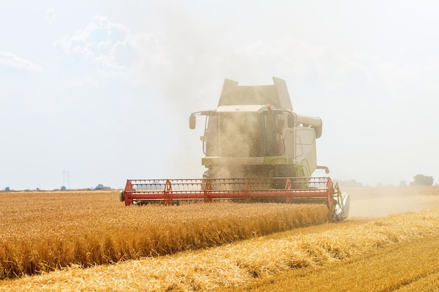 Combine la cosecha de un campo de trigo. Combine el trabajo de campo.