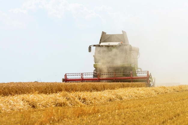 Combine la cosecha de un campo de trigo. Combine el trabajo de campo.