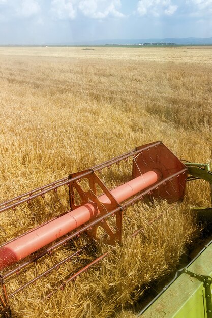 Combine la cosecha del campo de trigo.