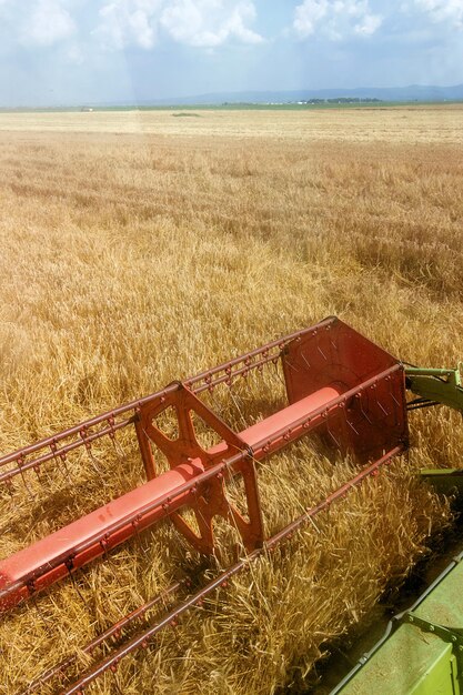 Combine la cosecha del campo de trigo.