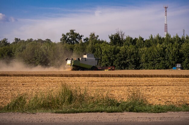 Combine las cosechas en el campo. Cosecha de trigo. Las cigüeñas en el campo recogen el grano.