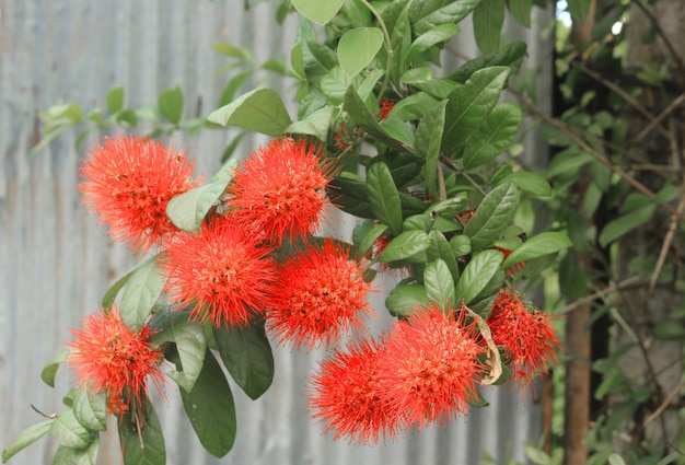 Combretum erythrophyllum Flores decorativas no jardim.