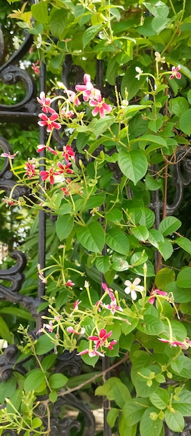 Combretum indicum Pflanze