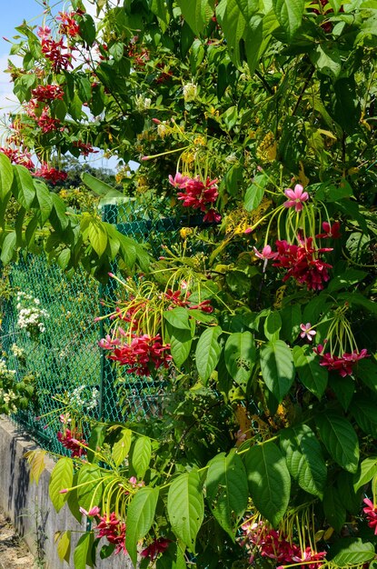 Combretum indicum Rangún enredadera