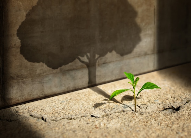 Comece, pense grande, recuperação e desafio na vida ou no conceito de negócio. Símbolo de crise econômica. Novo crescimento de planta de broto verde em concreto rachado e sombreamento de uma grande sombra de árvore na parede de concreto