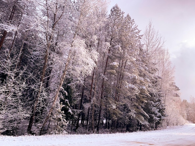 Começo do inverno Primeira neve em galhos de árvores ao longo da estrada Studio Photo