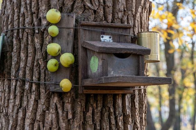 Comedero para pájaros y ardillas colgando de un árbol en el parque