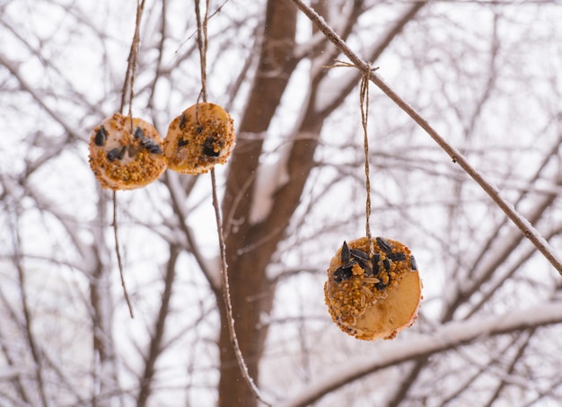 Comedero para pájaros casero en invierno a partir de semillas de manzanas y calabazas