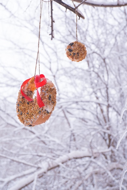 Comedero para pájaros casero en invierno a partir de semillas de manzanas y calabazas