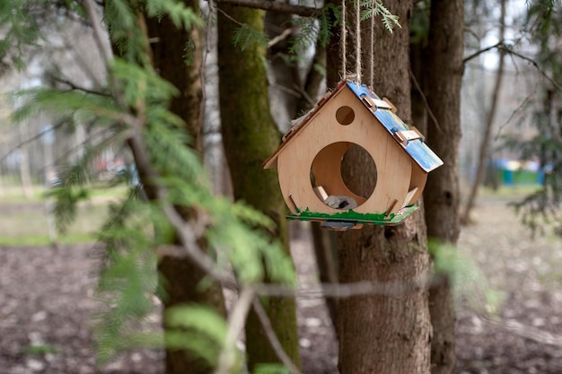 Comedero para pájaros colgado en un árbol Alimento para pájaros salvajes Alimentar a los pájaros Parque de primavera