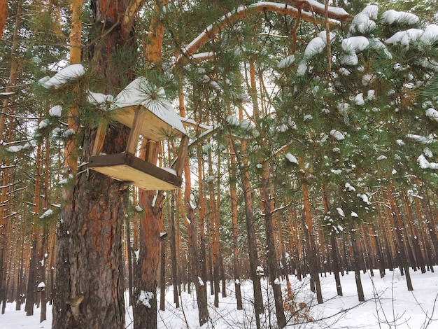 Comedero para pájaros de madera en el bosque de pinos de invierno