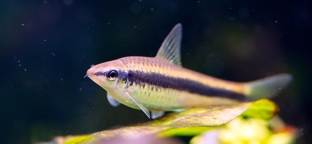 Comedor de algas siameses en acuario de agua dulce.