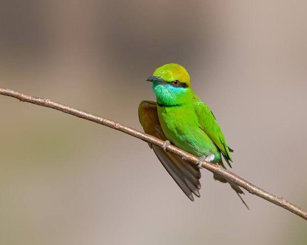 Comedor de abelha verde, sentado em um arbusto em um dia ensolarado