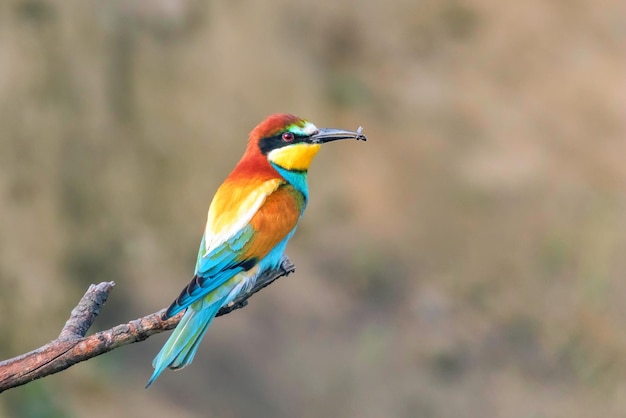 Comedor de abelhas europeu (Merops Apiaster)