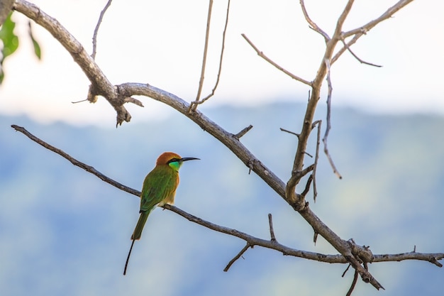 Comedores de abelha verde no galho da árvore