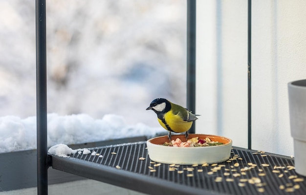 Comedouro de passarinho com chapim na varanda da casa no inverno, foco seletivo