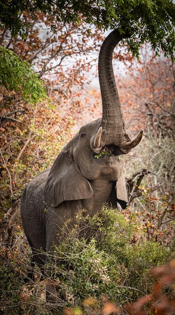 Comendo o elefante africano Loxodonta Africana