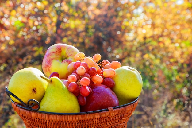 Comer frutas e vegetais frescos em uma cesta no descanso do assento, parques de lazer.