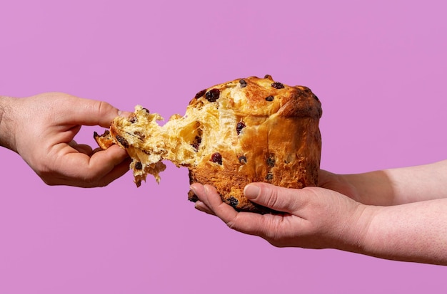 Comer panetone caseiro isolado em um fundo roxo