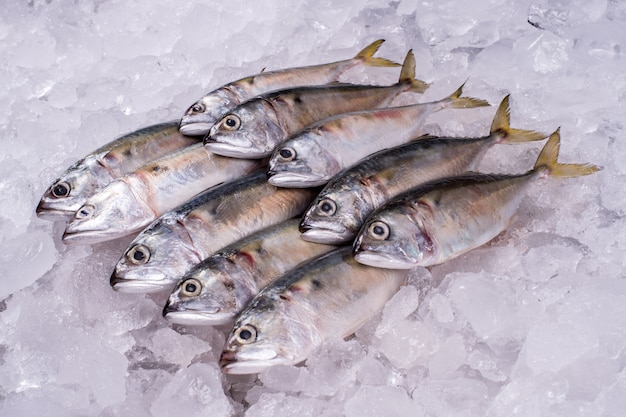Comercio al por mayor de Sea Fish Industry al distribuidor minorista de importación y exportación de productos pesqueros congelados